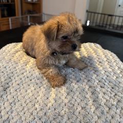 Shih Tzu, Shorkie, and Yorkshire Terrier Puppies from Great Mates