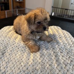 Shih Tzu, Shorkie, and Yorkshire Terrier Puppies from Great Mates