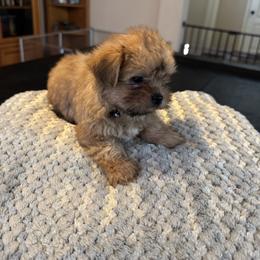 Shih Tzu, Shorkie, and Yorkshire Terrier Puppies from Great Mates