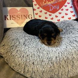 Ava yellow - Black and tan female Yorkshire Terrier puppy in Taylorsville, North Carolina from Mountain Top Hot Tailz
