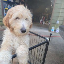 Yellow - Apricot Goldendoodle puppy in Canton, Georgia from Doodle Family