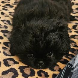 Hershey - Black male Pekingese puppy in Memphis, Tennessee from Green’s Pekingese