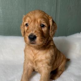 Carl - Apricot male Goldendoodle puppy in Osage City, Kansas from Golden Ridge Goldens