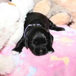 Cockapoo Puppies from JP Cockapoos LLC