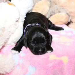 Cockapoo Puppies from JP Cockapoos LLC