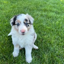 Boy 3 - Blue merle male Border Collie puppy in Centerville, Washington from Forthright Farms