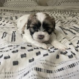 Shihpoo Puppies from The Sassy Shihpoos