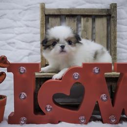 Lenore - Sable and white female Japanese Chin puppy in Johnson City, Tennessee from Erin & Friends Japanese Chin