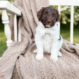 Rolo - Parti male Goldendoodle puppy in Ooltewah, Tennessee from Allison Family Doodles