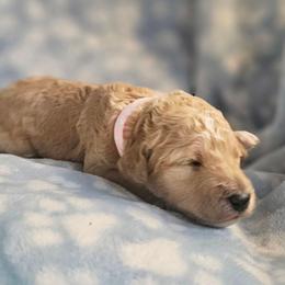 COOKIE - Apricot female Goldendoodle puppy in Harris County, Texas from Cute & Curly Doodles
