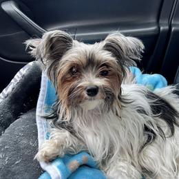 Rose - Morkie