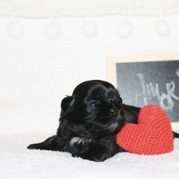 Shihpoo Puppies from 🧸 Teddies