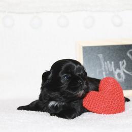 Shihpoo Puppies from 🧸 Teddies