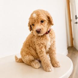Pink Color Girl - Apricot female Goldendoodle puppy in Loma Rica, California from BloomingPuppies