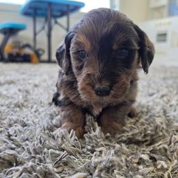 Gunner - Merle male Goldendoodle puppy in Missouri from Husky Hill Kennel