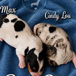 Dachshund puppies from Terry's Dachshunds (BooneDox Mini Dachshunds)
