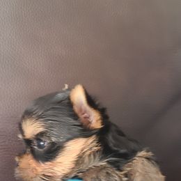 Yorkshire Terrier Puppies from Empress Kiss Yorkies
