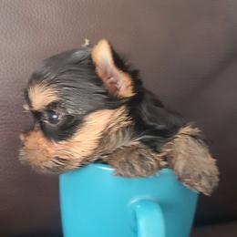 Yorkshire Terrier Puppies from Empress Kiss Yorkies