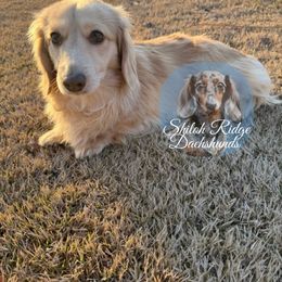 Reese Mae - Dachshund