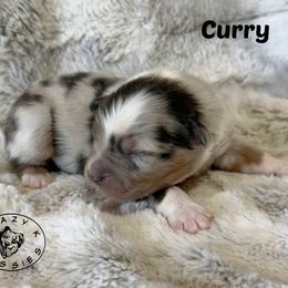 Curry - Blue merle male Miniature Australian Shepherd puppy in Garden Plain, Kansas from Krazy K Aussies