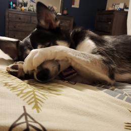 Pomskies from Pomsky Momsky