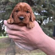 Light Purple-Dolores Umbridge - Mahogany female Irish Setter puppy in Franklin, Idaho from Spring Creek Irish Setters