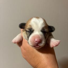 Glow - Red female Pembroke Welsh Corgi puppy in Delton, Michigan from CorGizmo