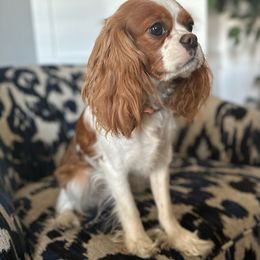 Sage - Cavalier King Charles Spaniel