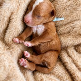 Hayride - Red  male Goldendoodle puppy in Burleson, Texas from Thompson Doodles