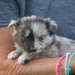 Blue Merle Female - Blue merle female Miniature Australian Shepherd puppy in Louisville, Mississippi from K & K Livestock