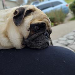 Peaches - Pug