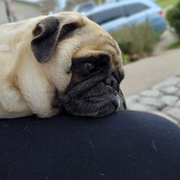 Peaches - Pug