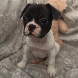 French Bulldogs from Yoxsabel's Frenchies