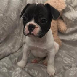 French Bulldogs from Yoxsabel's Frenchies