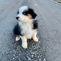 Australian Shepherd Puppies from WC Ranch