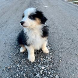 Australian Shepherd Puppies from WC Ranch