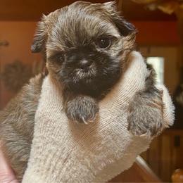 Jelly - Brindle female Shih Tzu puppy in Nekoosa, Wisconsin from Brox Acres House of Fur LLC