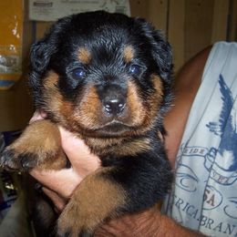 Rottweiler Puppies from LAKEVIEW KENNEL