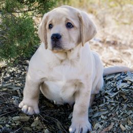 Labrador Retriever Puppies from Tried & True Labradors
