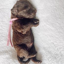 Bombshell - Chocolate female Goldendoodle puppy in Middletown, Ohio from Lady Doodle Farm