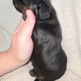 Oscar - Brindle male Dachshund puppy in Riverdale, Utah from Holly Jolly Dachshunds