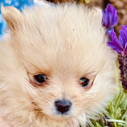 Westley - The Princess Bride's Farm Boy - Cream sable male Pomeranian puppy in Lake Forest Park, Washington from Tea Pup Pomeranians