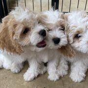 Cavachon Puppies from Brooke Erhard
