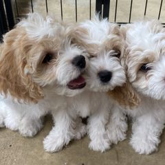 Cavachon Puppies from Brooke Erhard