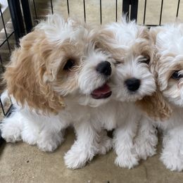 Cavachon Puppies from Brooke Erhard