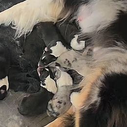 AUTUMN - Black white and tan female Collie puppy in Lafayette, Indiana from Katrina's Collies