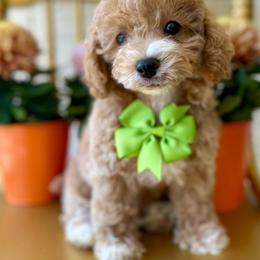 Elroy - Apricot male Poodle puppy in Kentucky from Deerly Poodles