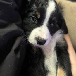 Bernedoodle Puppies from Cove Creek Companions