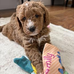 Sunny - Apricot male Goldendoodle puppy in Berlin, Ohio from Doodle Babys
