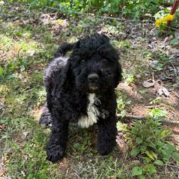 Girl 2 - Black female Double Doodle puppy in Jonesborough, Tennessee from Dry Creek Siberians